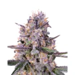 Sweedbar Zkittlez Auto 3er Packung