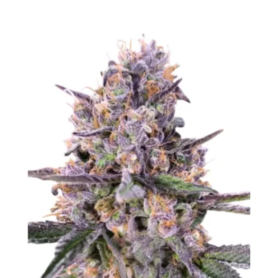 Sweedbar Zkittlez Auto 3er Packung