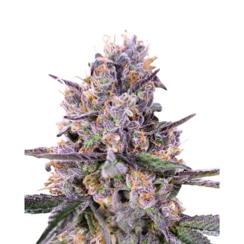 Sweedbar Zkittlez Auto 3er Packung