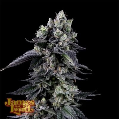 James Loud Genetics Zour Diesel feminisiert – 3 Samen