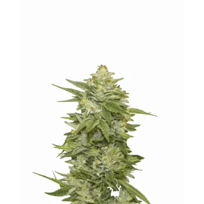 Nirvana Seeds GG-48 Auto feminisiert