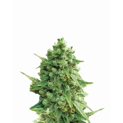 Nirvana Seeds Hawaii Maui Waui Auto feminisiert