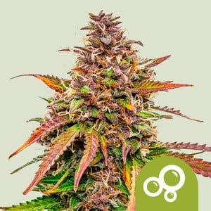 RQS Bubble Kush Auto