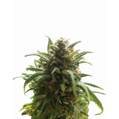 Nirvana Seeds Blue Dream regulär