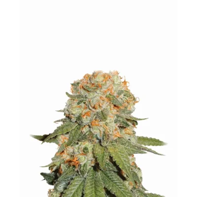 Nirvana Seeds Orange Bud regulär