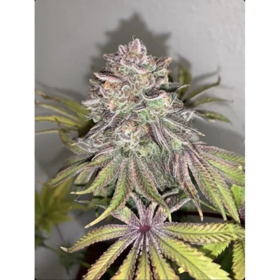 Purple City Genetics Limón Picón regulär