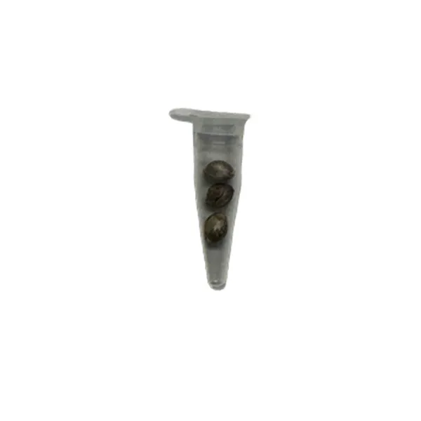Sweedbar Zkittlez Auto 3er Packung – Bild 2