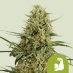 RQS HulkBerry Auto