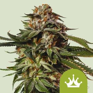 RQS Special Queen 1 Auto