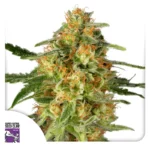 Dutch Passion TnT Trichome - 3 Samen